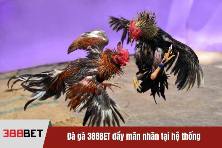 Đá gà 388BET đầy mãn nhãn tại hệ thống